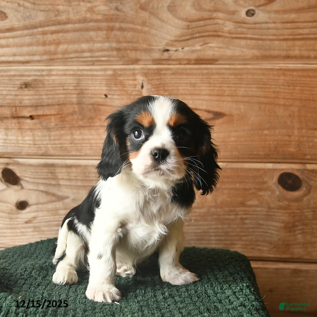 Cavalier King Charles Spaniel dogs for sale: Opie  - Ad 3