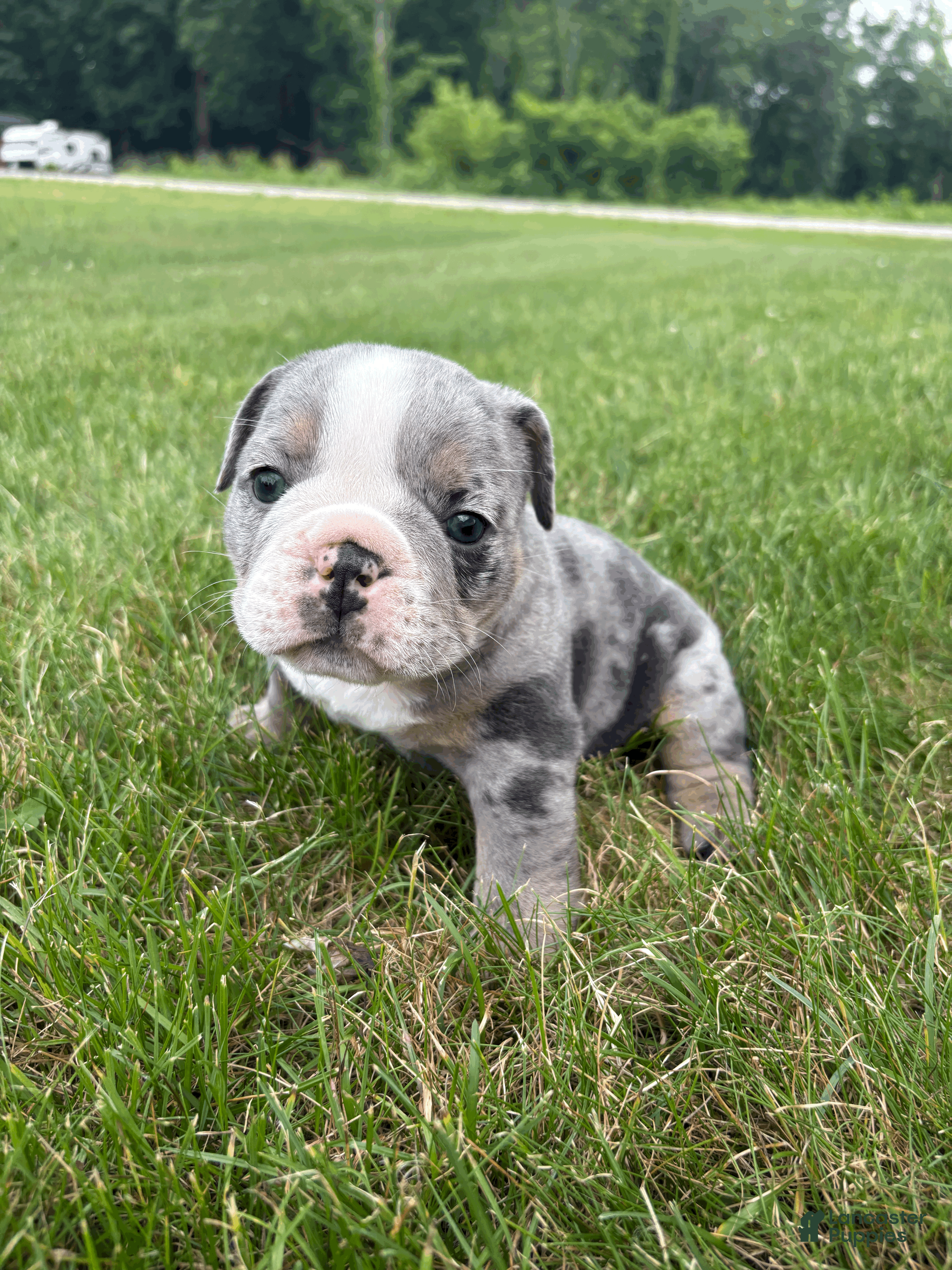 Mixed Breed dogs Rocky - Ad 1