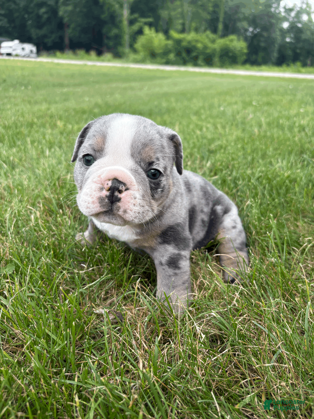 Mixed Breed dogs for sale: Rocky - Ad 1