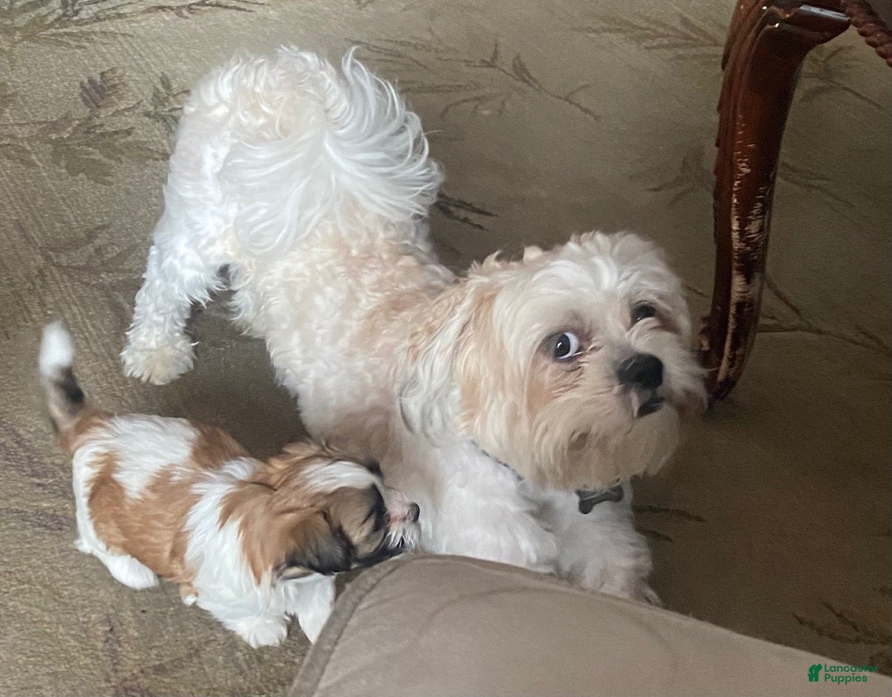 Teddy Bear dogs Teddy Bear 2 - Ad 2