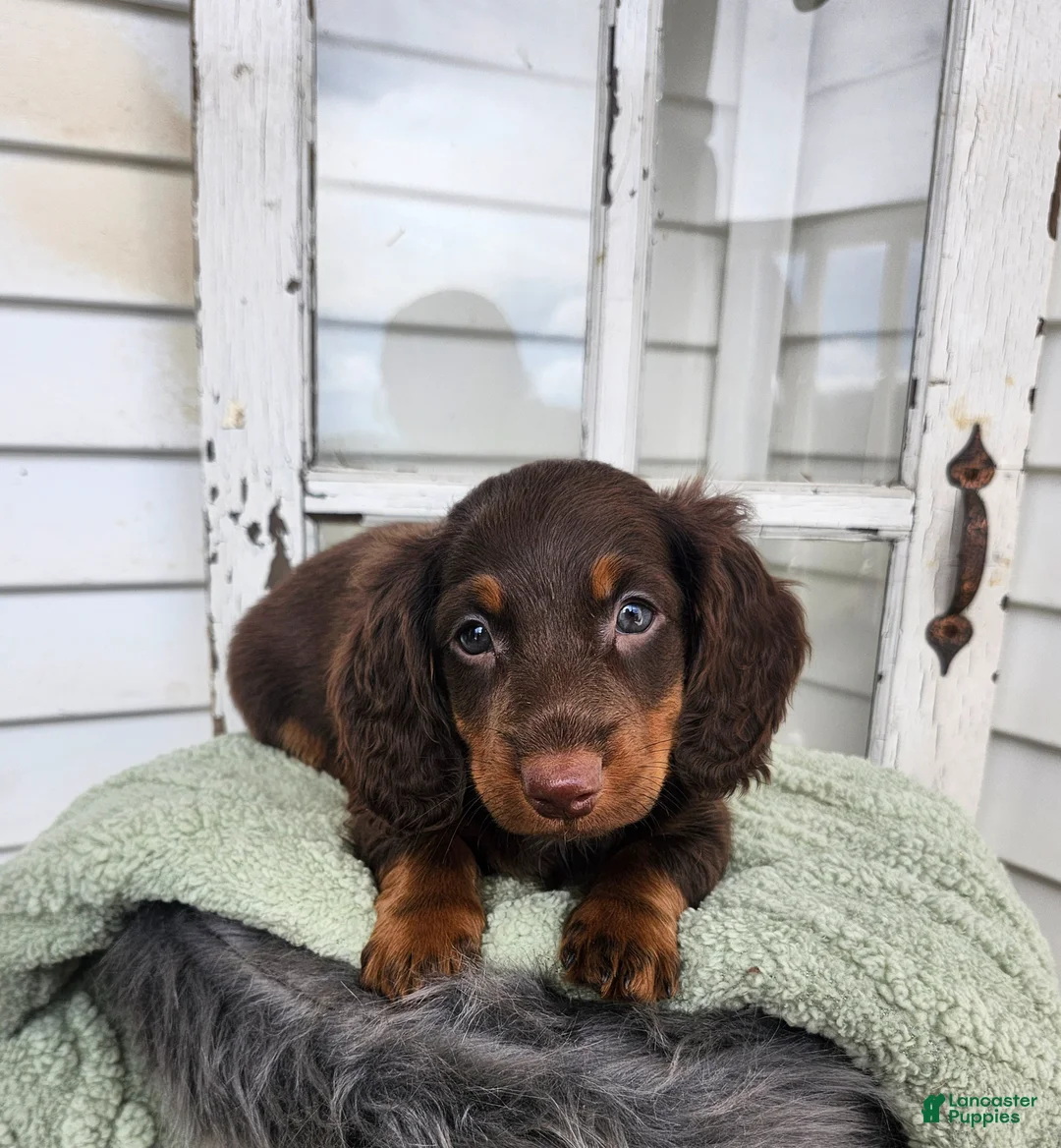 Miniature Dachshund dogs for sale: Miles - Ad 1