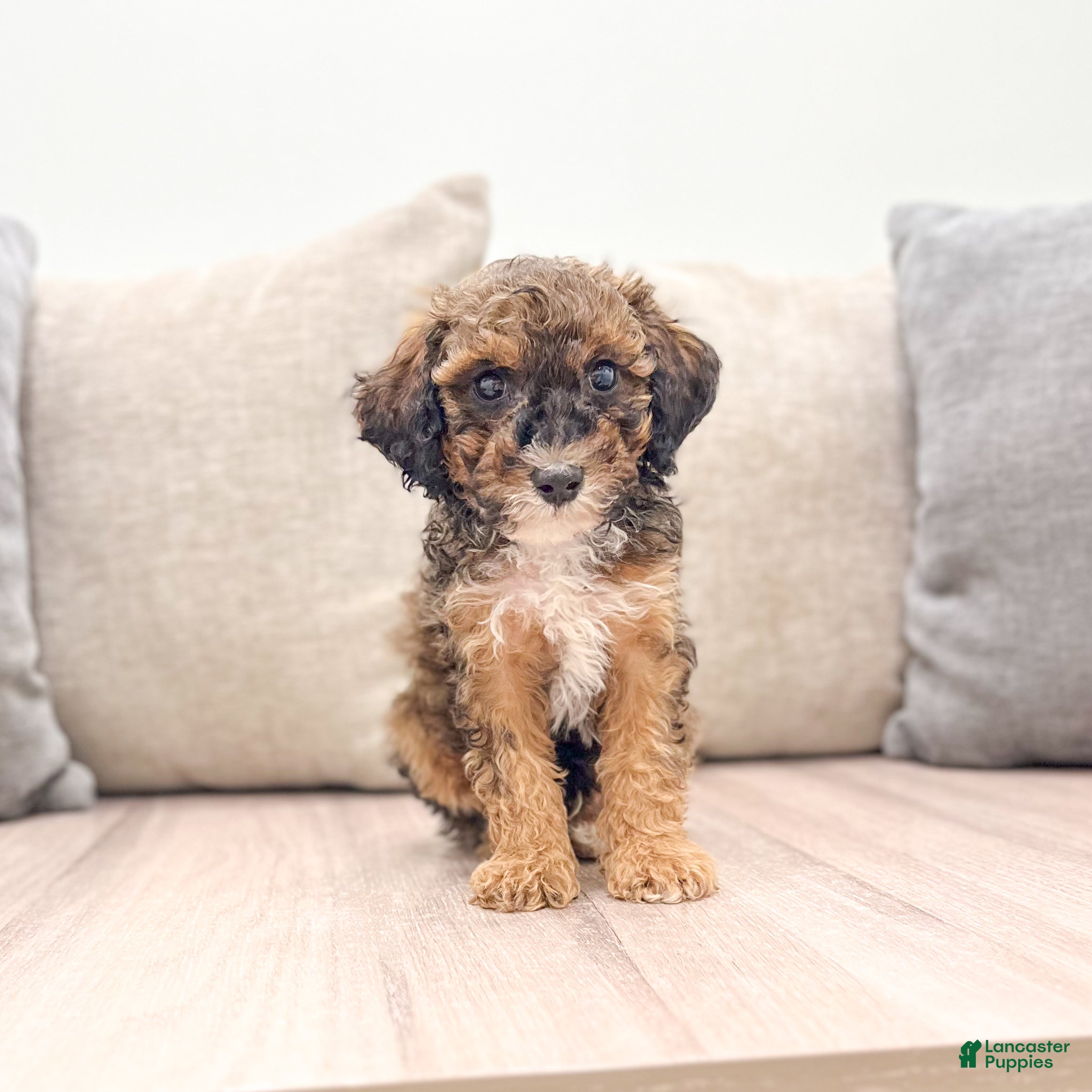 Miniature Poodle dogs for sale: Sparkle - Ad 2
