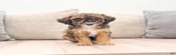 Miniature Poodle dogs for sale: Sparkle - Ad 1