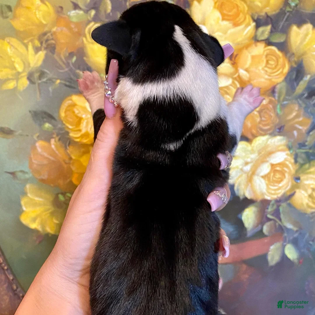Great Dane dogs for sale: Obisidian Wildfire Coal - Ad 2
