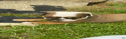 Mixed Breed dogs for sale: Rolo - Ad 3