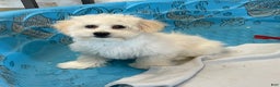 Coton De Tulear dogs for sale: Merlin - Ad 11