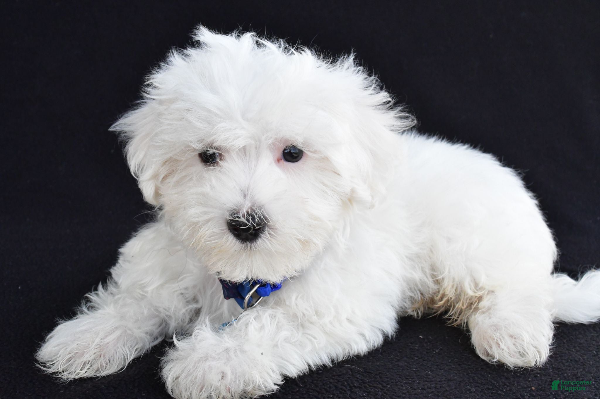 Maltese dogs Austin - Ad 2