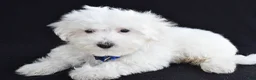Maltese dogs for sale: Austin - Ad 4