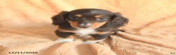 Miniature Dachshund dogs for sale: Sugarplum - Ad 2