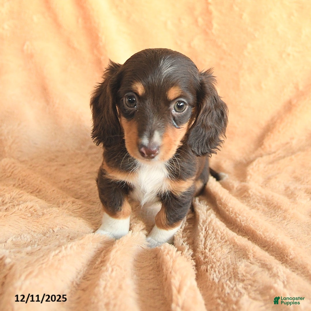 Miniature Dachshund dogs for sale: Sugarplum - Ad 2
