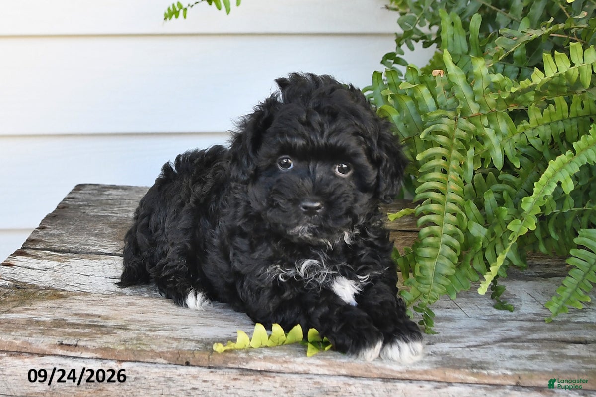 Maltipoo dogs Bear - Ad 2