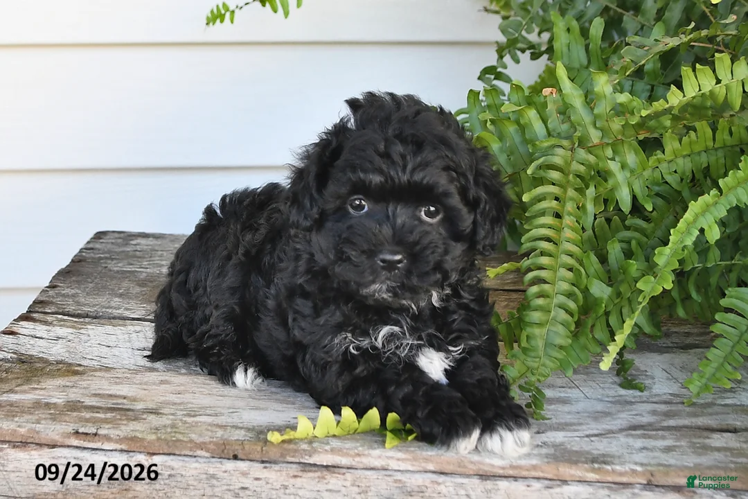 Maltipoo dogs for sale: Bear - Ad 2