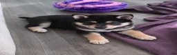 Shiba Inu dogs for sale: Shiba Inu 1 - Ad 6