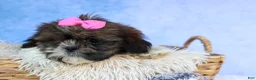 Shih Tzu dogs for sale: RUBY - Ad 16