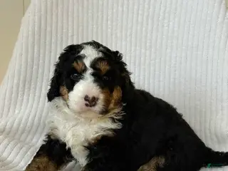 Mini Bernedoodle dogs Nova - Ad 8
