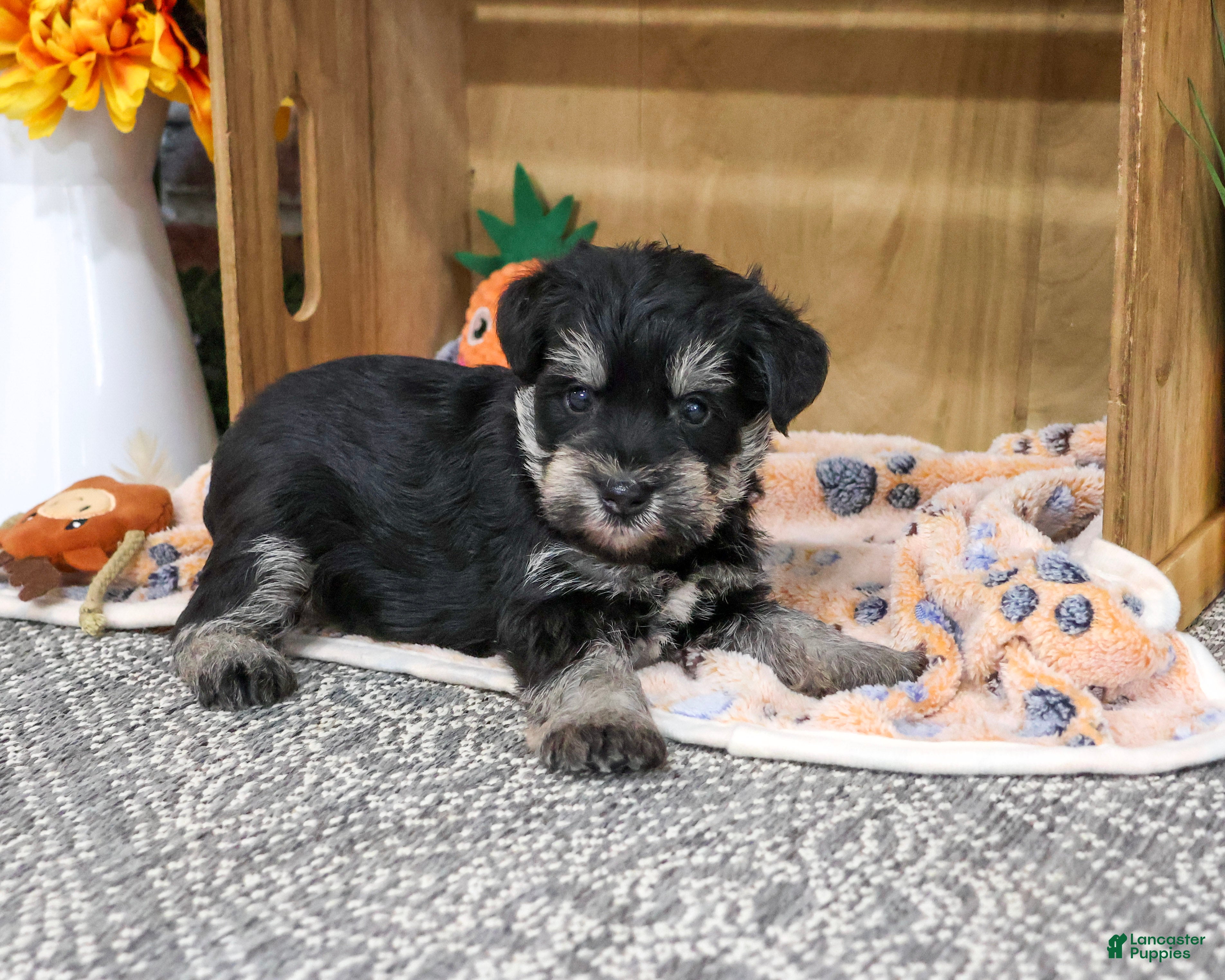 Miniature Schnauzer dogs SpongeBob - Ad 26