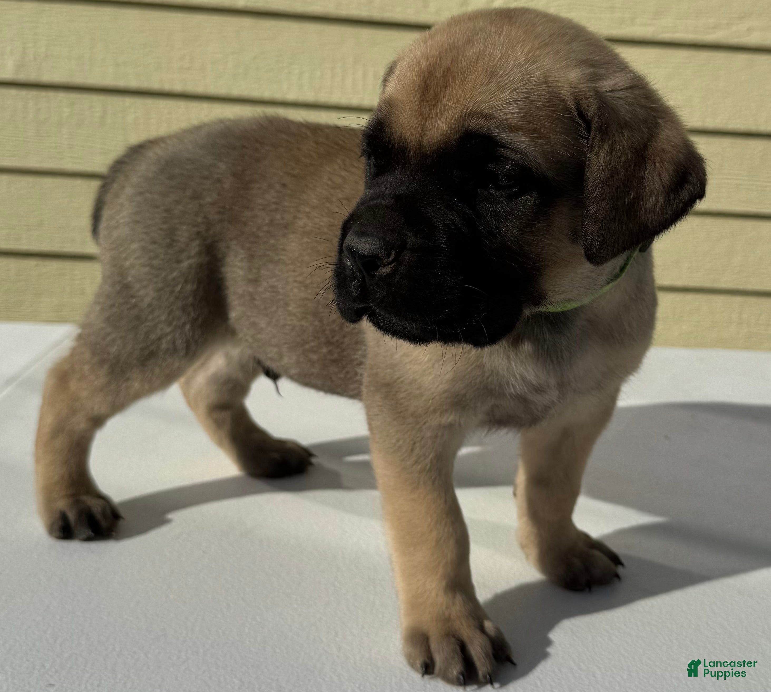 Cane Corso dogs Cane Corso 1 - Ad 2