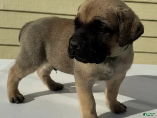 Cane Corso dogs for sale: Cane Corso 1 - Ad 2