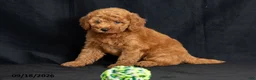 Mini Goldendoodle dogs for sale: Dianna - Ad 6