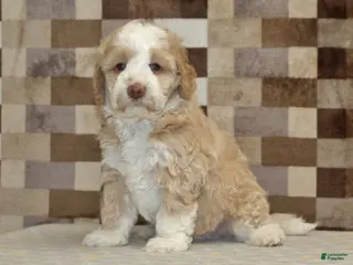 Mini Bernedoodle dogs Hank - Ad 23