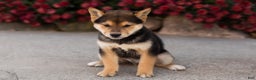 Shiba Inu dogs for sale: Benji  - Ad 9