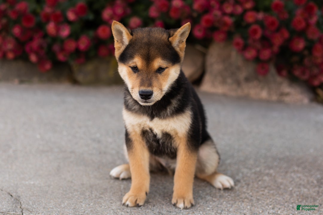 Shiba Inu dogs for sale: Benji  - Ad 9