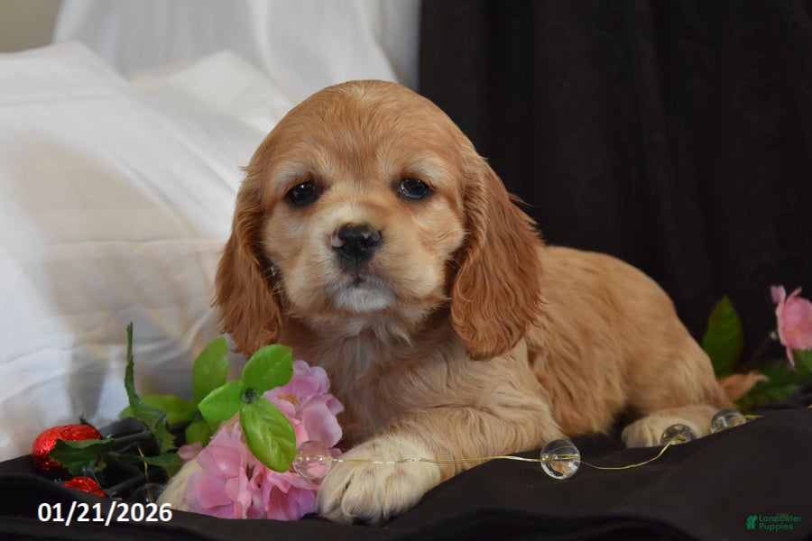 Cocker Spaniel dogs Sweetheart - Ad 1