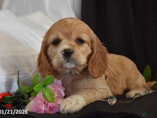 Cocker Spaniel dogs Sweetheart - Ad 5