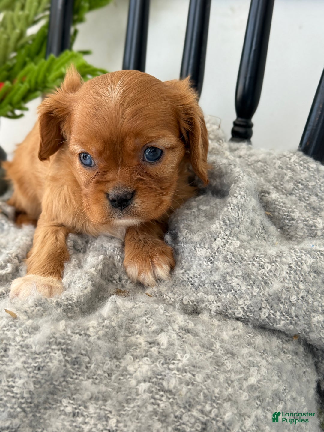 Cavalier King Charles Spaniel dogs for sale: Winter - Ad 9