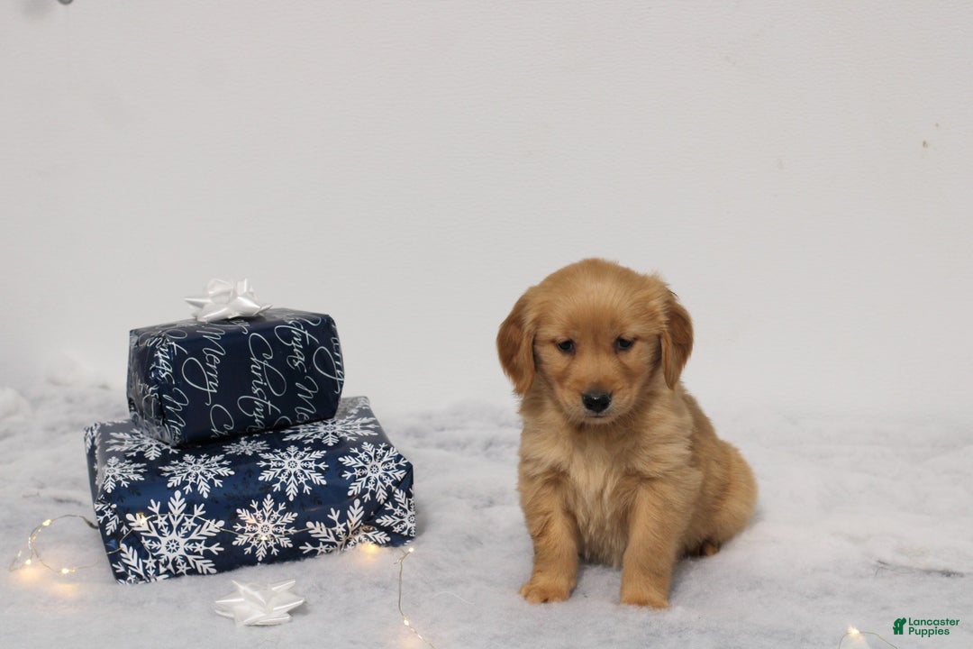 Golden Retriever dogs for sale: Ginger - Ad 1