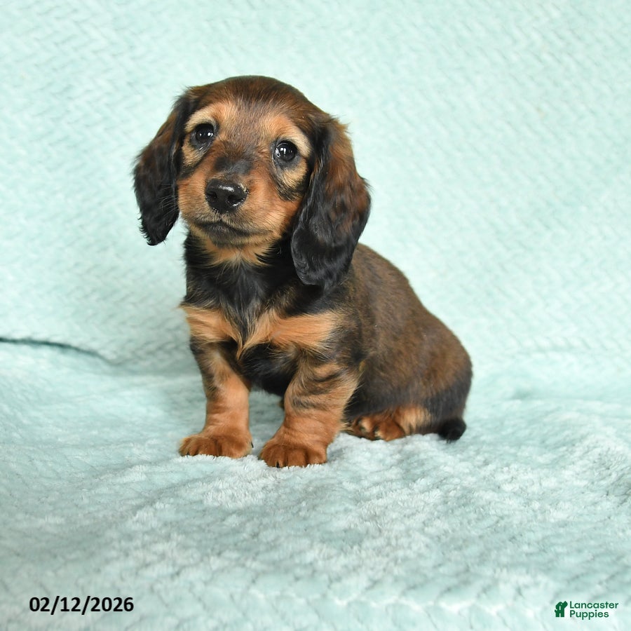 Miniature Dachshund dogs Drake - Ad 12