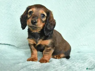 Miniature Dachshund dogs Drake - Ad 12