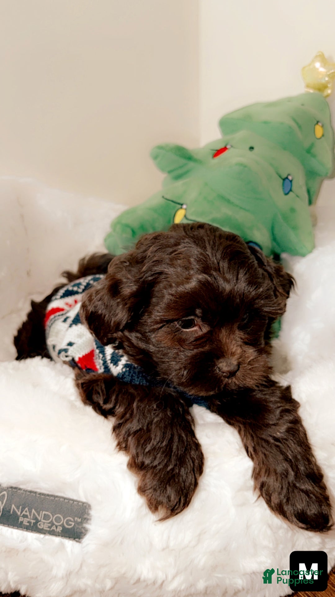 Shihpoo dogs for sale: Dash - Ad 1