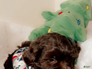 Shihpoo dogs Dash - Ad 39