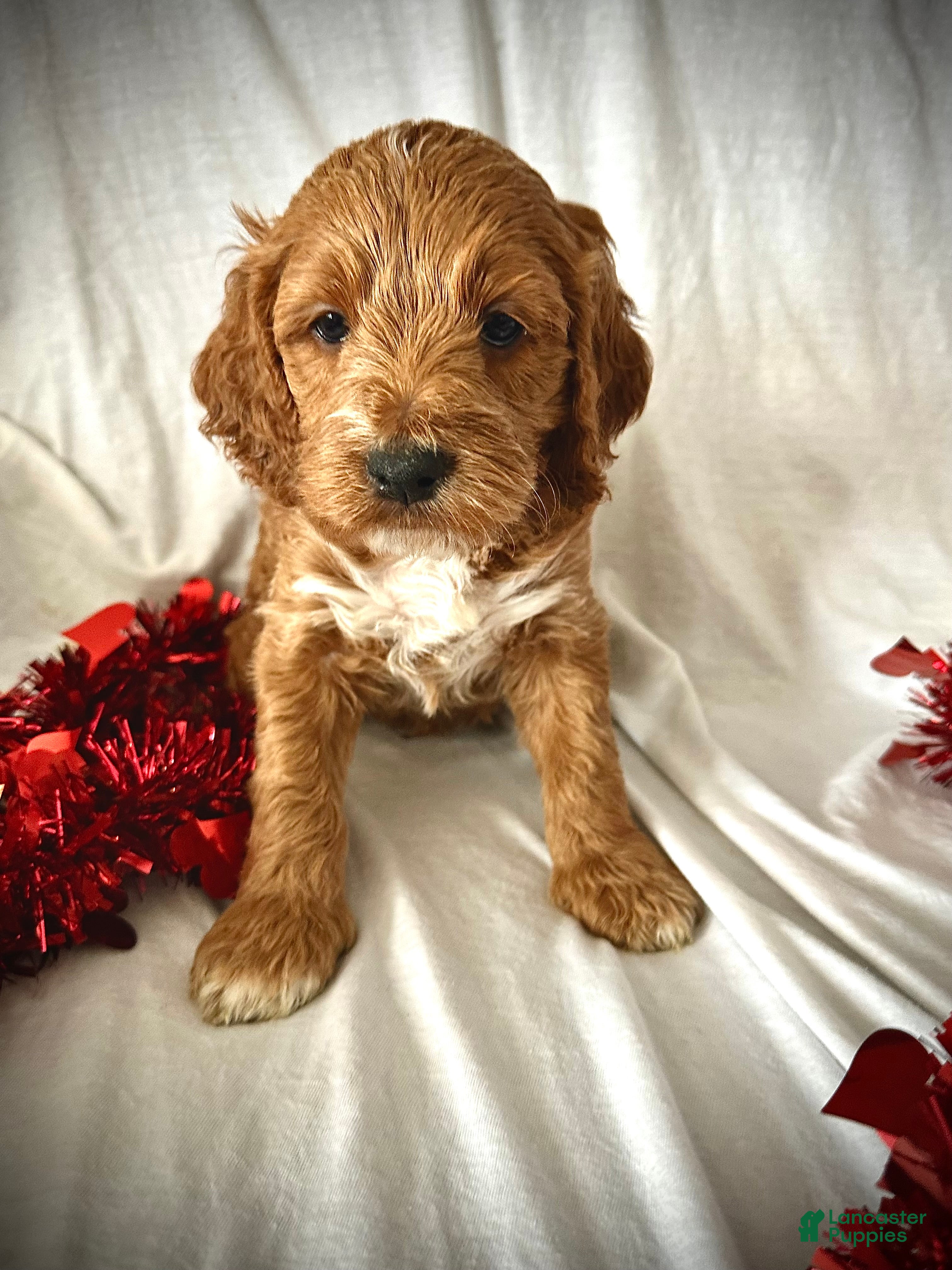 Irish Doodle dogs Ranger- Reserved - Ad 2