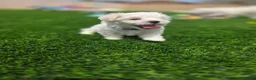 Maltese dogs for sale: 🐾 Adorable Male Maltese Puppy Looking for His Forever Home! 🐾 - Ad 8