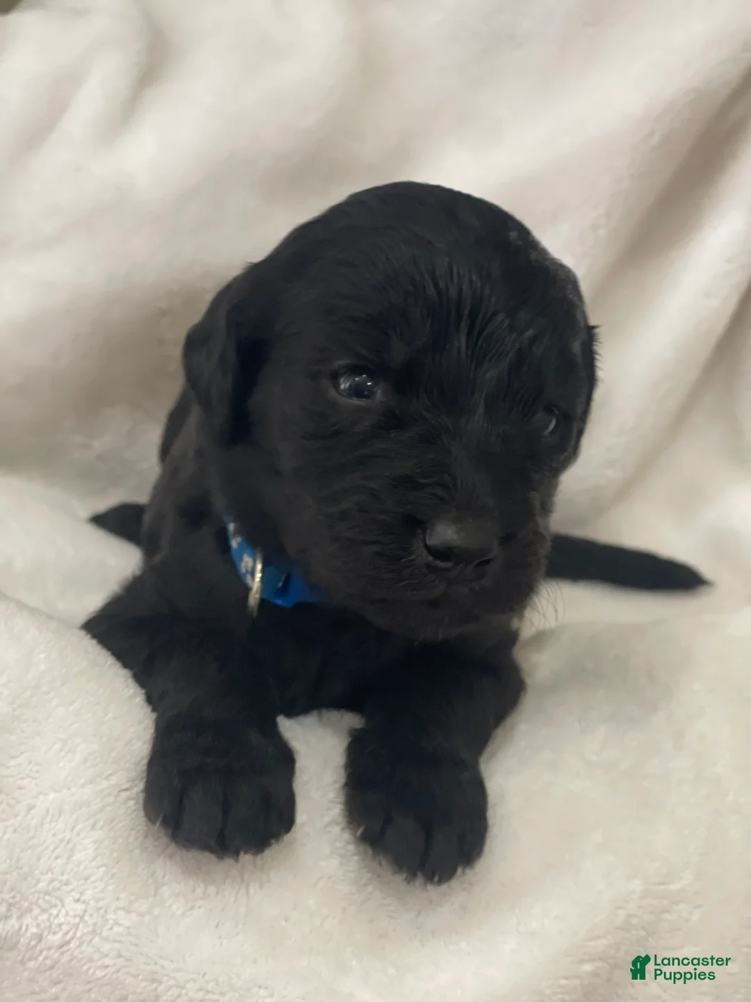 Goldendoodle dogs for sale: Blue Collar Male - Ad 2