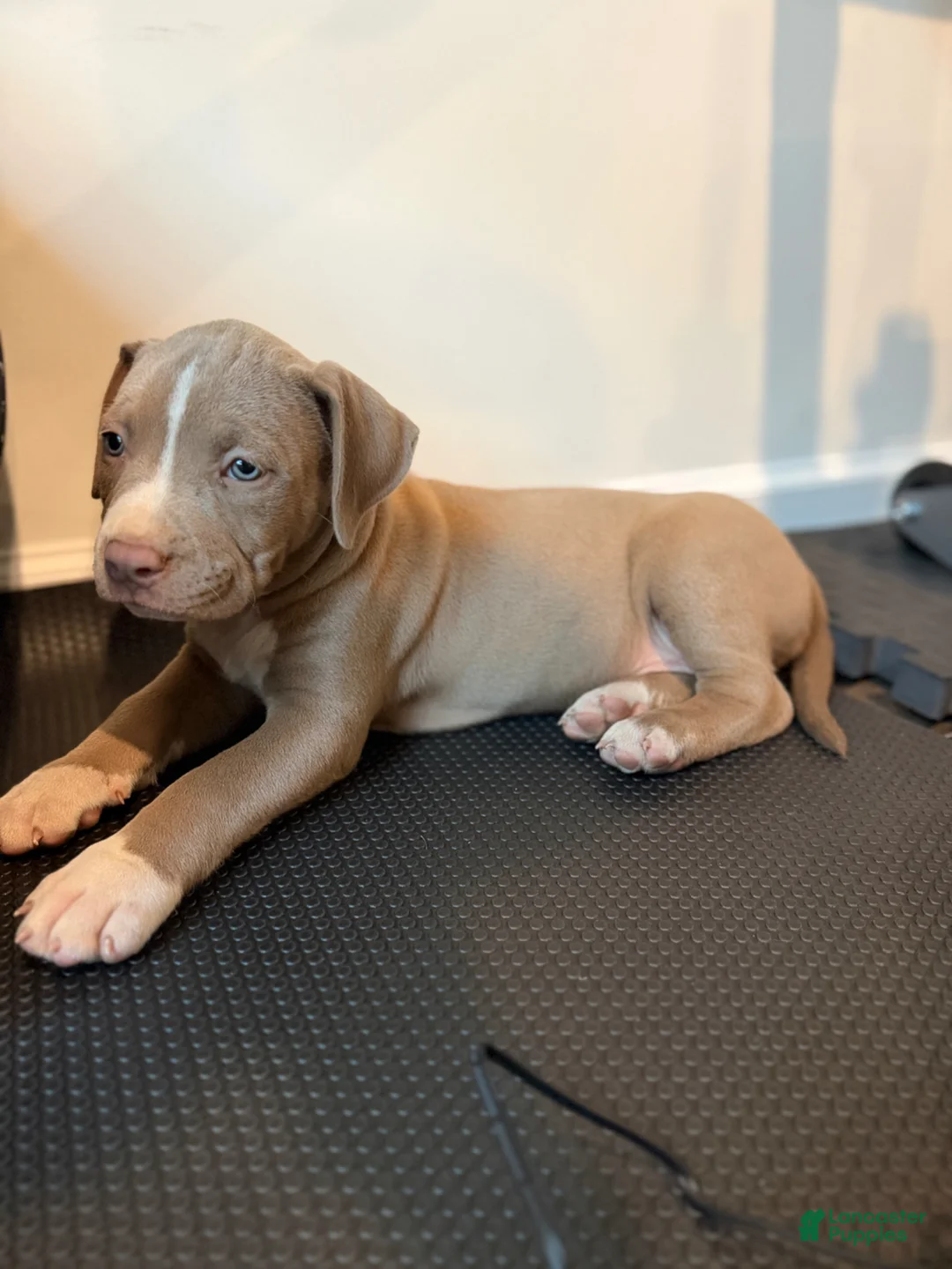 American Bully dogs for sale: American Bully Puppy 1 - Ad 1