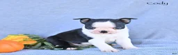 Boston Terrier dogs for sale: Cody - Ad 4
