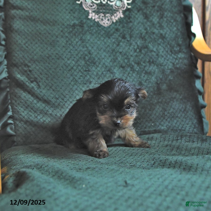 Yorkshire Terrier dogs Logan  - Ad 2