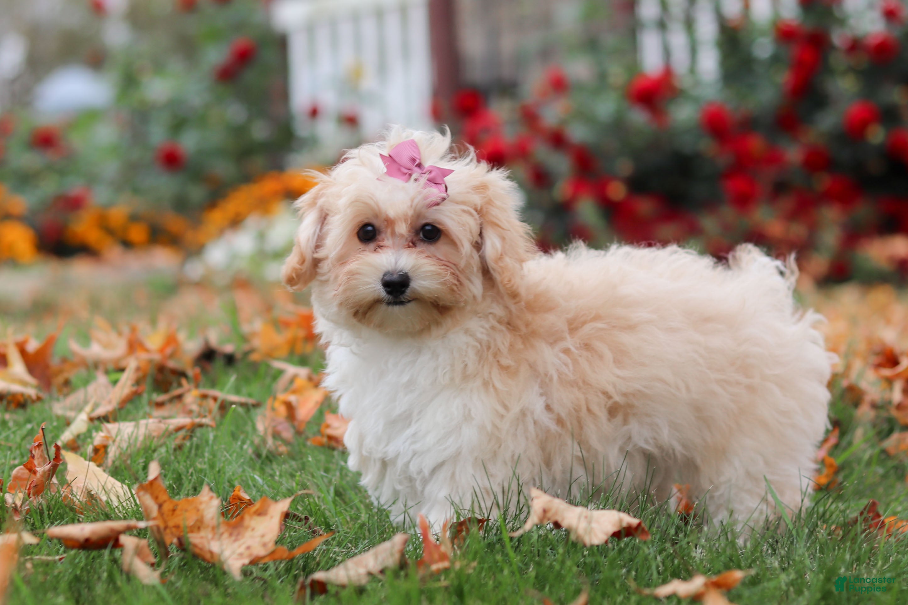 Havapoo dogs Nicole - Ad 2