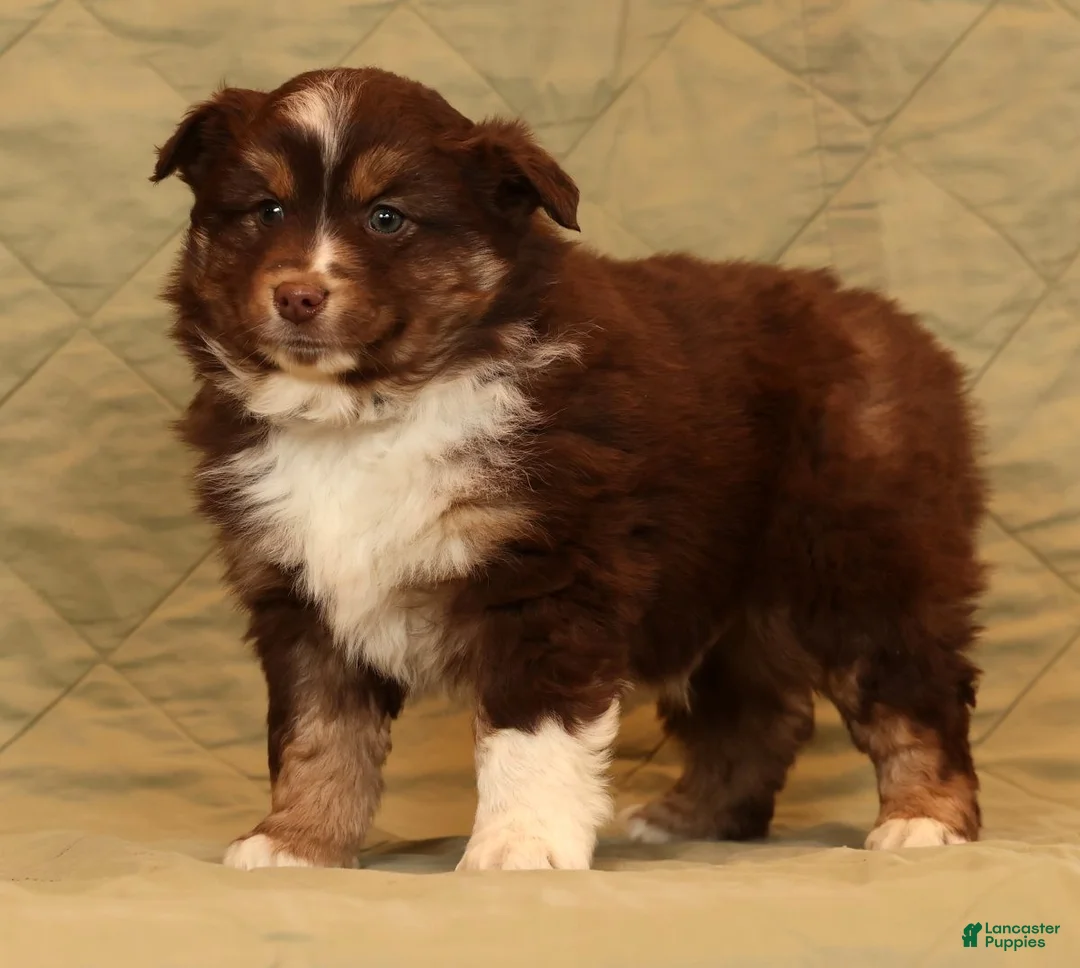 Miniature Australian Shepherd dogs for sale: Cooper - Ad 9
