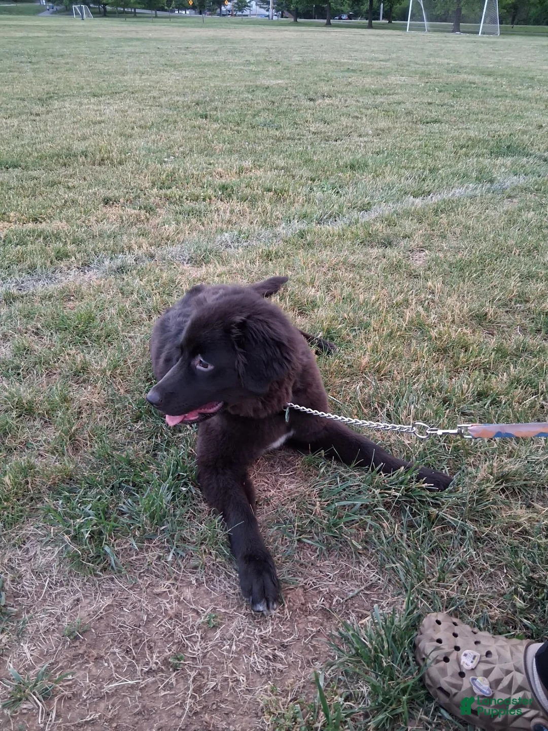 Mixed Breed dogs for sale: Mixed Breed 1 - Ad 3