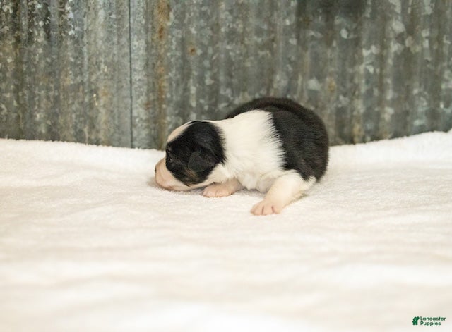 Miniature Australian Shepherd dogs Logan Miniature Australian Shepherd Puppy  - Ad 2