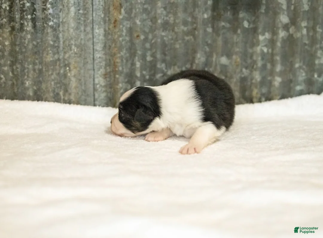 Miniature Australian Shepherd dogs for sale: Logan Miniature Australian Shepherd Puppy  - Ad 2