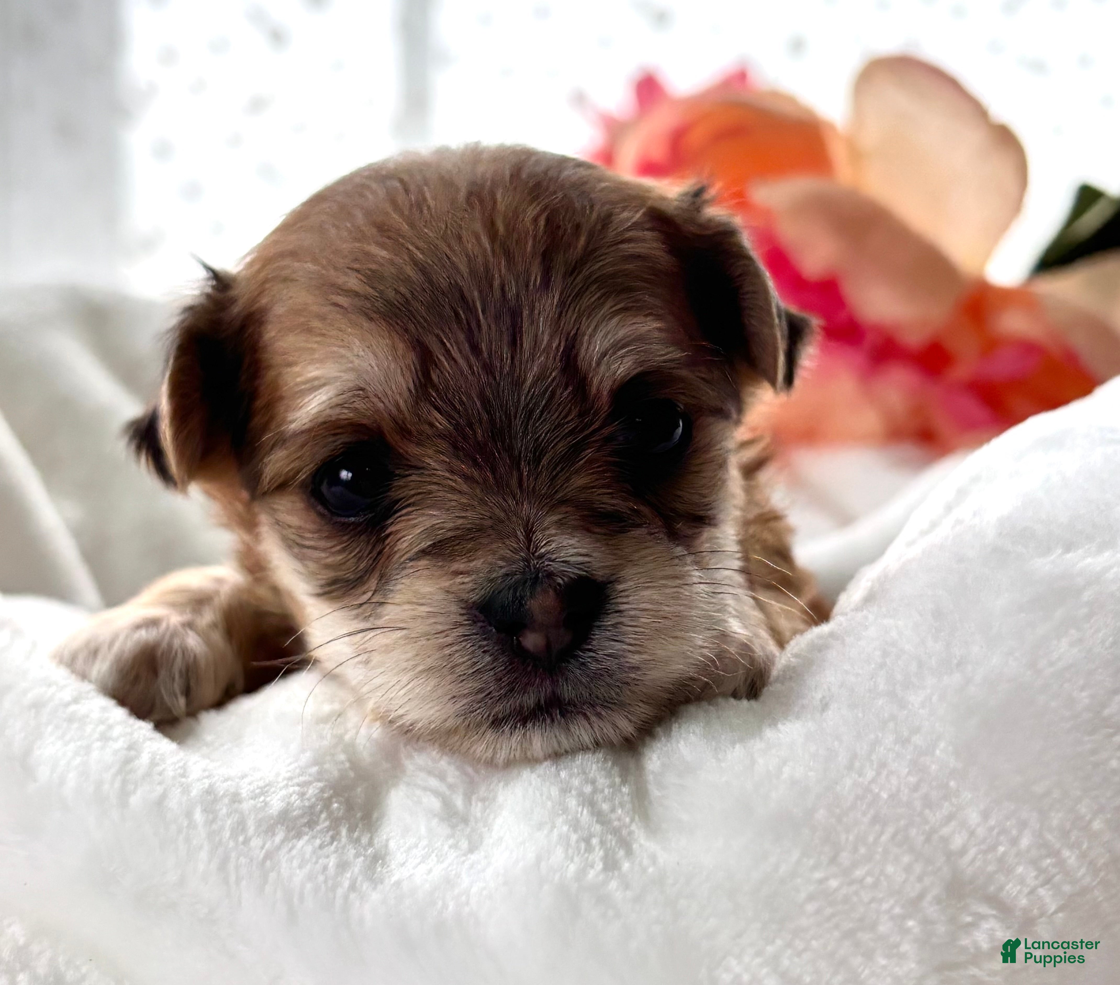 Morkie dogs Dolly - Ad 1