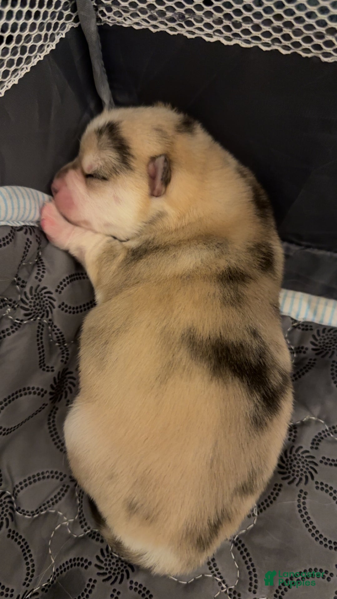 Pomsky dogs for sale: Female Tan multi color - Ad 1