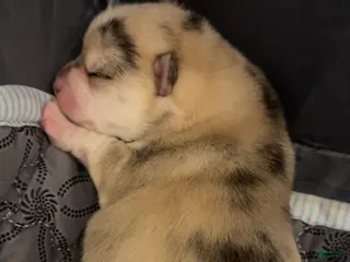 Pomsky dogs Female Tan multi color - Ad 28