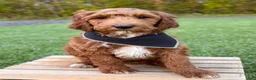 Irish Doodle dogs for sale: Cody - Ad 14