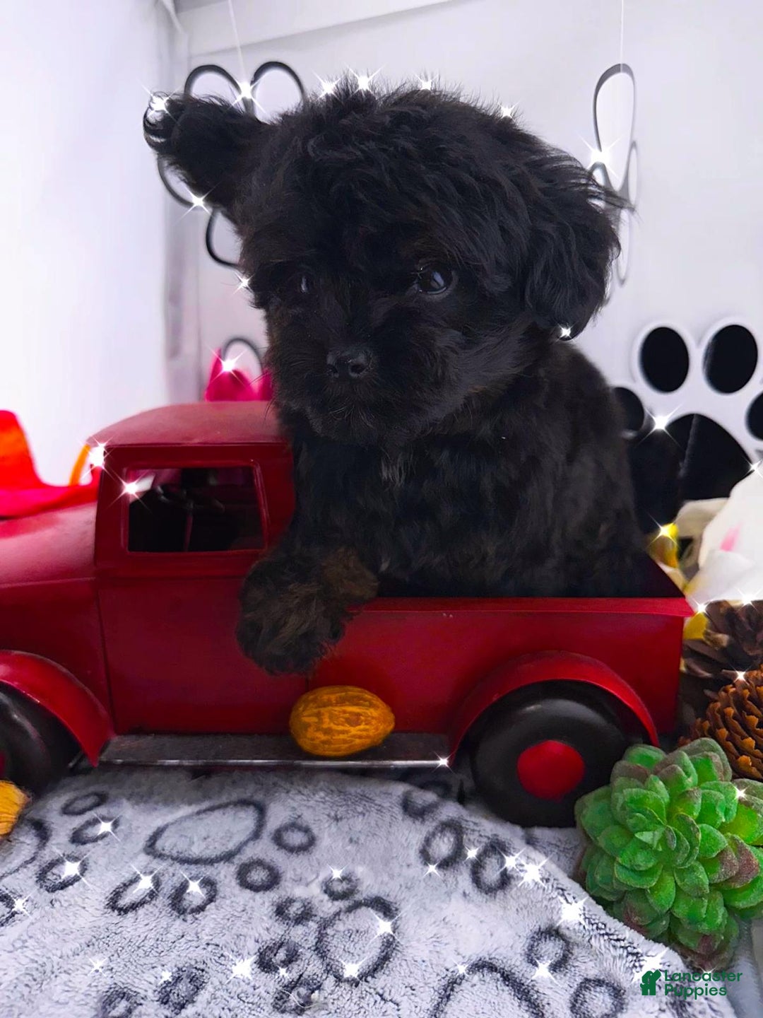 Chipoo dogs for sale: Milo - Ad 7